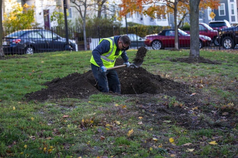 Mike Nichols puts the finishing touches on a hole inside Prescott Square Park in East Boston. A new tree will be planted there. (Jesse Costa/WBUR)