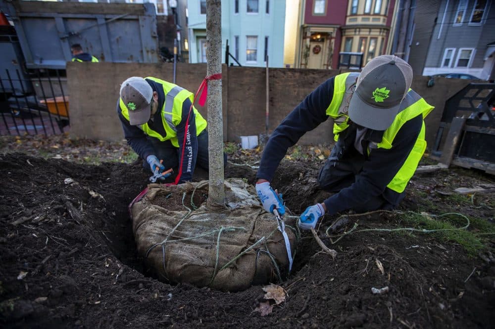 Cardoso and Gonzales remove the burlap covering the roots of the tree. (Jesse Costa/WBUR)