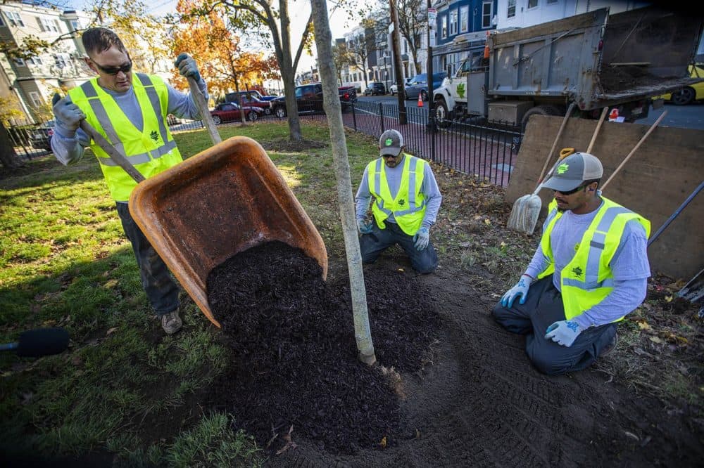 Mike Nichols dumps mulch over the planted tree's base to help it survive the winter months at Prescott Square Park in East Boston. (Jesse Costa/WBUR)