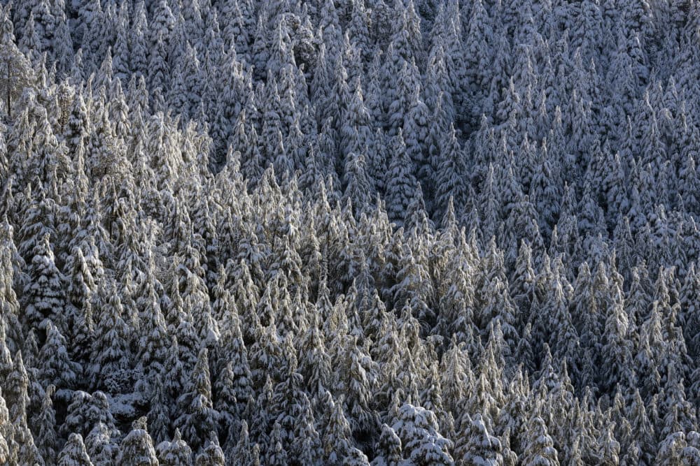Morning sun brings out the green of the Himalayan cedars covered in fresh snow in Dharmsala, India, Wednesday, Jan. 29, 2020. (Ashwini Bhatia/AP)