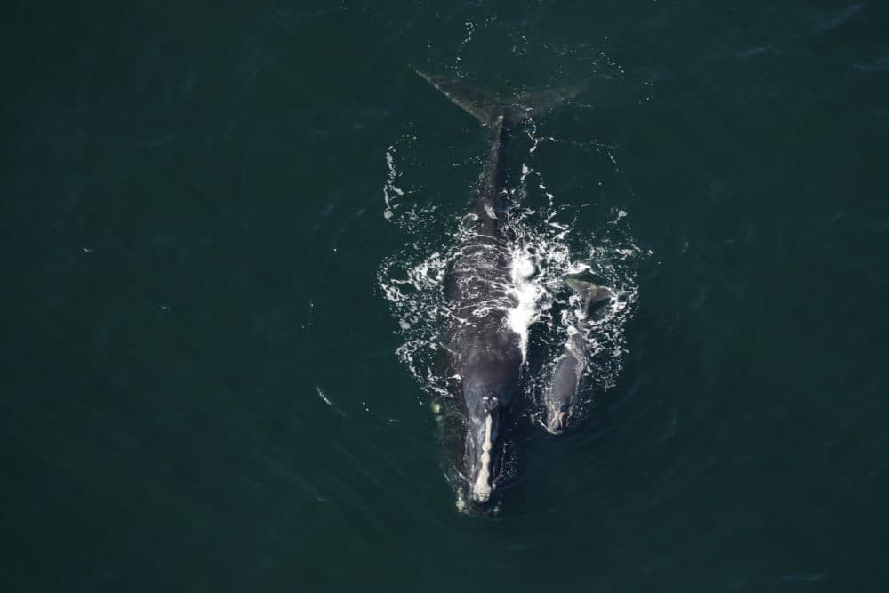 Dragon and her calf swim in the calving grounds off Florida in 2016. (Courtesy Florida Fish and Wildlife Conservation Commission, taken under NOAA research permit #15488)