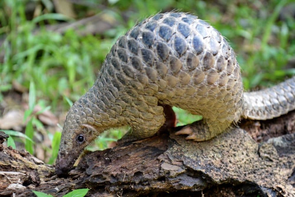 A baby Sunda pangolin (Roslan Rahman/AFP/Getty Images)