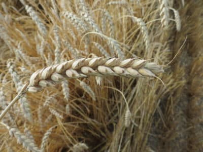 Hard red winter wheat grown on Oechsner Farms. (Oechsner Farms)