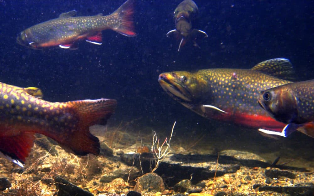 Mass Fish And Wildlife Has Started Stocking State s Ponds Lakes And 