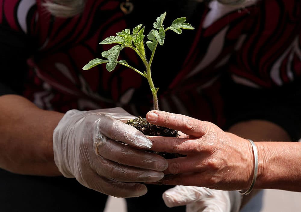 Social distancing? Take the opportunity to get started on spring gardening with tips from a garden consultant. (Justin Sullivan/Getty Images)