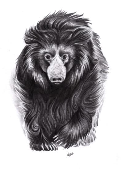 The sloth bear is a No. 1 seed this year. (Charon Henning)
