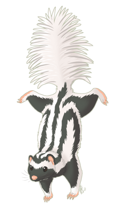 The Pygmy Spotted Skunk competed in the wild card round this year. (Valeria Pellicer)