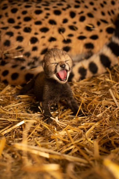 For the first time, cheetah cubs have been born by in vitro fertilization to a surrogate mother. (Grahm S. Jones/Columbus Zoo and Aquarium)