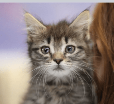 Picture of a cat sent in to Hayes (Courtesy)