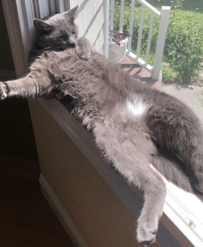 Picture of a cat sent in to Hayes (Courtesy)