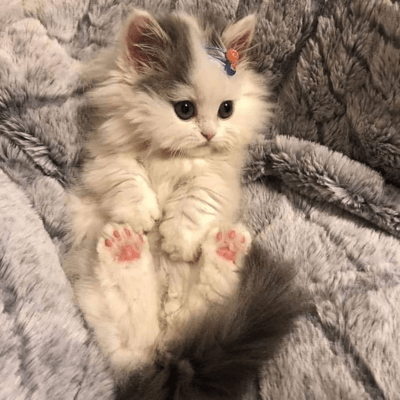 Picture of a cat sent in to Hayes (Courtesy)