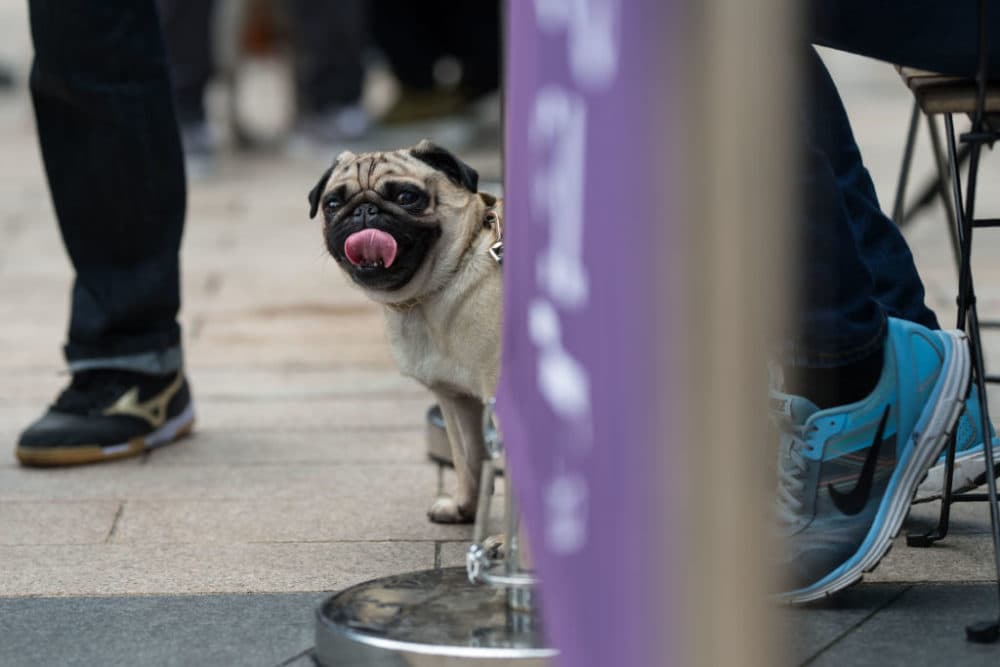 A pug at PugFest Manchester, a festival celebrating their existence. (Oli Scarff/AFP/Getty Images)