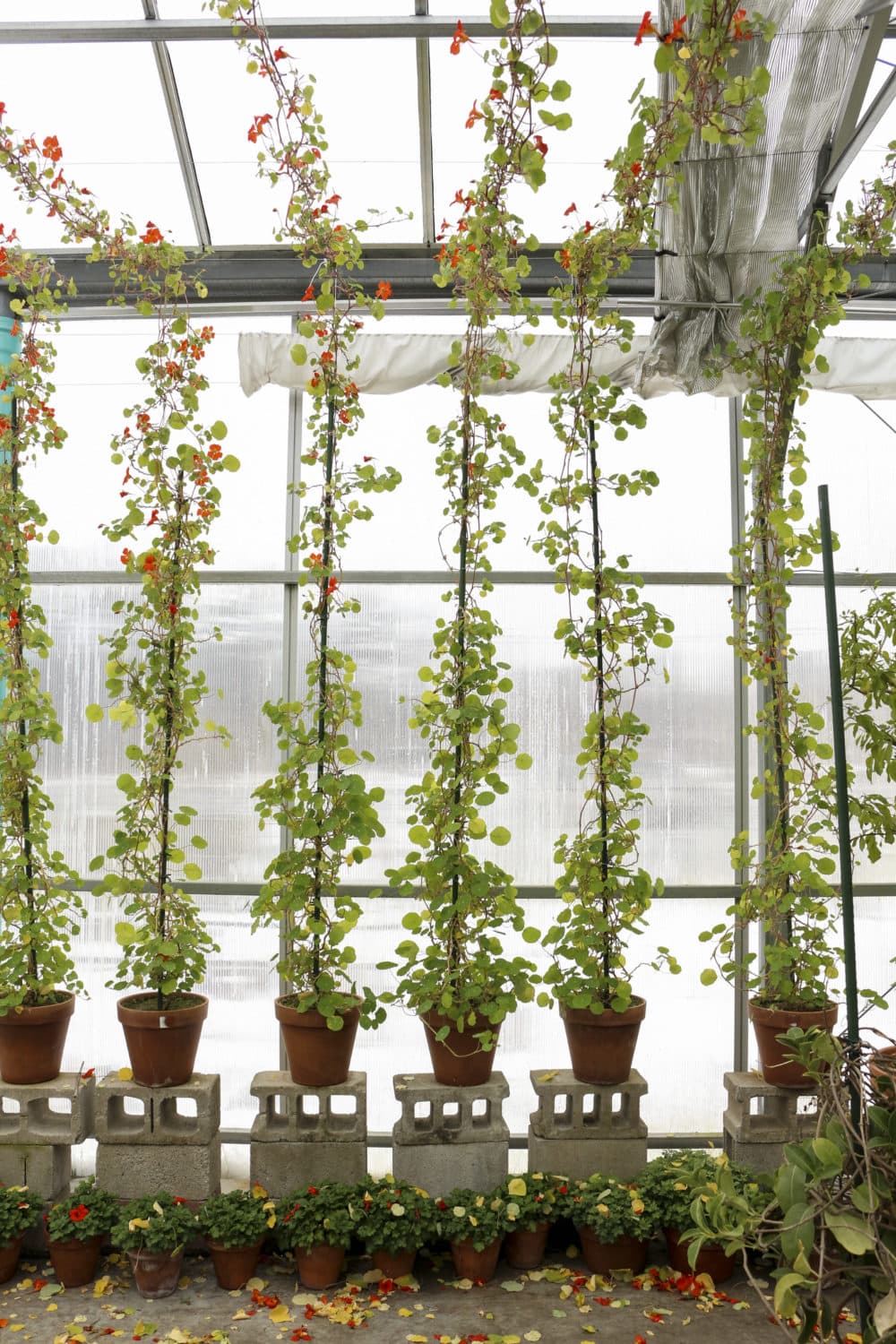 Nasturtiums intended for the Isabella Stewart Gardner Museum growing in the South Shore Nursery. (Courtesy Isabella Stewart Gardner Museum)