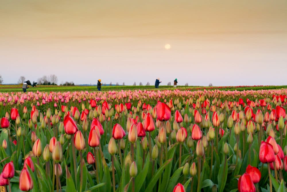 Washington's Tulip Town Closes To Annual FestivalGoers Here & Now
