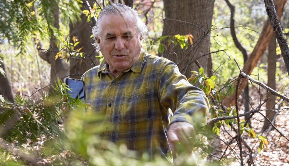Making his way through the woodland, Del Tredici points to a Japanese yew. (Robin Lubbock/WBUR)