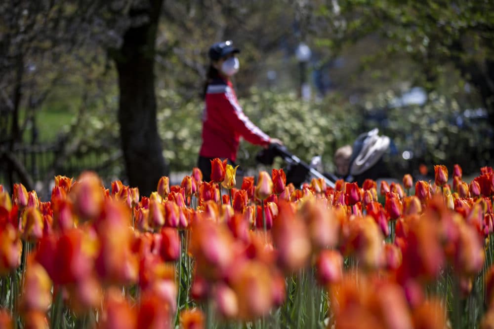 A woman with a baby carraige walks past the tulips in bloom at the Boston Public Garden. (Jesse Costa/WBUR)