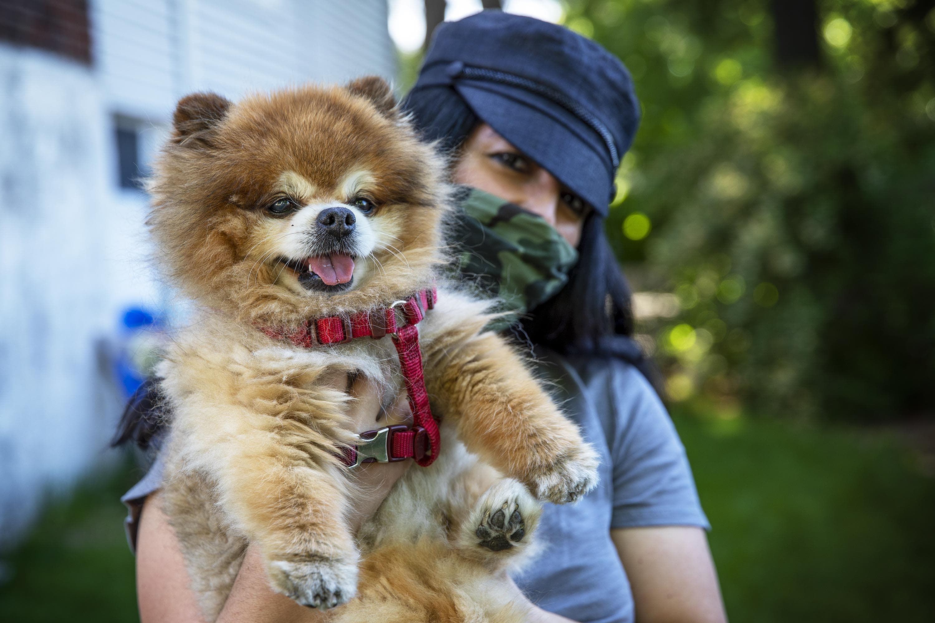 gentle dog grooming near me