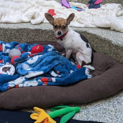 Chloé est un autre chien de sauvetage qui a été placé pendant la pandémie de COVID-19. (Avec l'aimable autorisation de MSPCA-Angell)