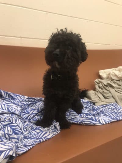 Sassel, décrit comme "oh si amical et câlin" par le personnel du centre d'adoption, a été placé dans une maison pendant la pandémie. (Avec l'aimable autorisation de MSPCA-Angell)