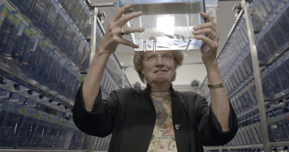 Nancy Hopkins in a still from the documentary "Picture a Scientist." (Courtesy)
