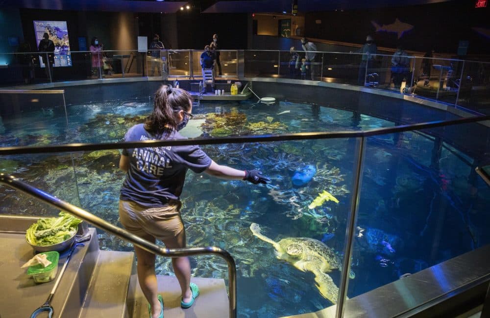 The New England Aquarium Reopens To The Public With New Safety