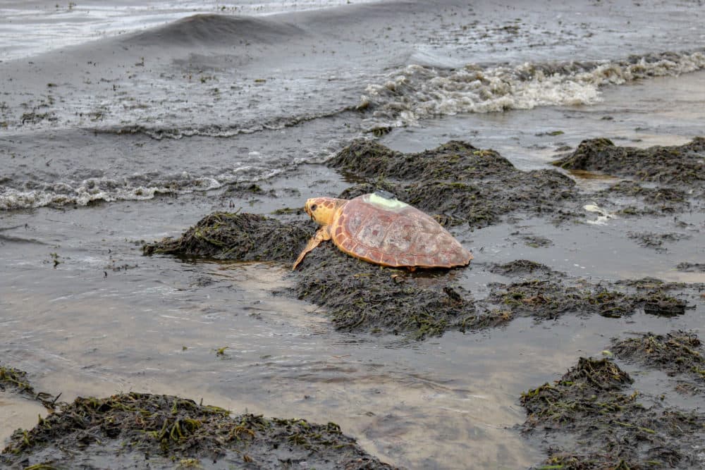 Loggerhead sea turtle returning to the wild after months of rehabilitation. (Vanessa Kahn/New England Aquarium)