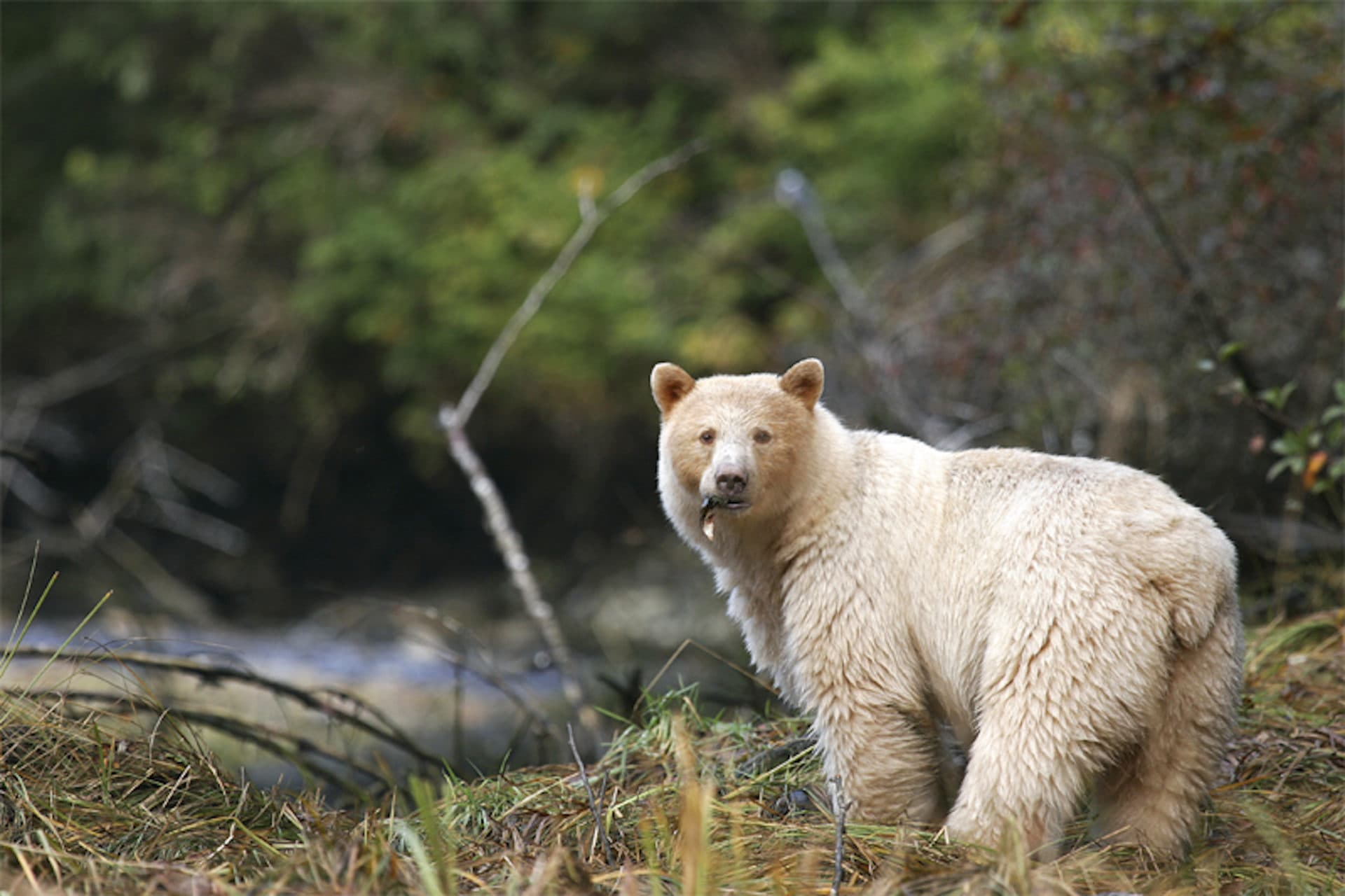 A kermode with a freshly caught fish. (Photo by Doug Neasloss)