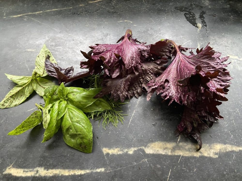 Two types of basil (Kathy Gunst/Here & Now)