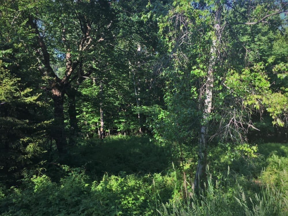 The site of the barn where Ralph Ellison wrote the beginnings of his novel Invisible Man, along German Flats Road in Fayston. (Anna Van Dine/VPR)