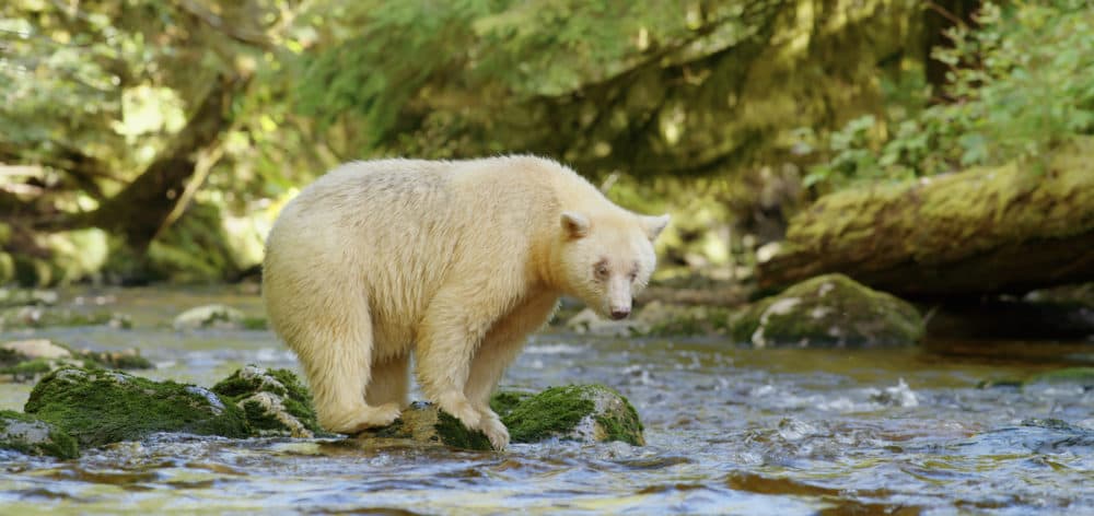 From the film "Great Bear Rainforest," Courtesy MacGillivray Freeman Films