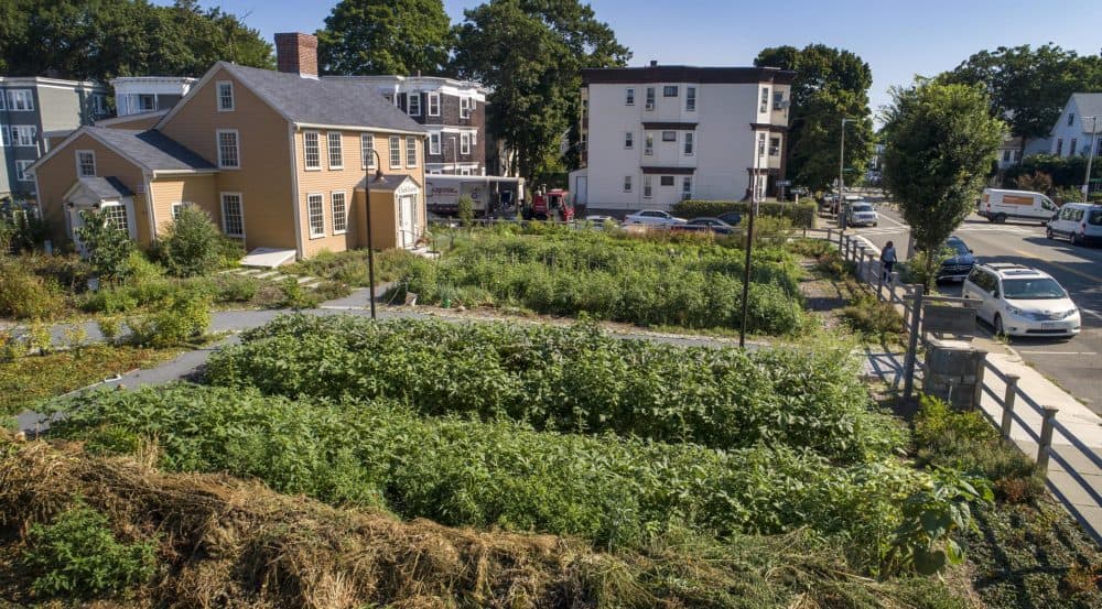 A sunny August morning at the Urban Farming Institute's Clark Farm in Mattapan. (Robin Lubbock/WBUR)