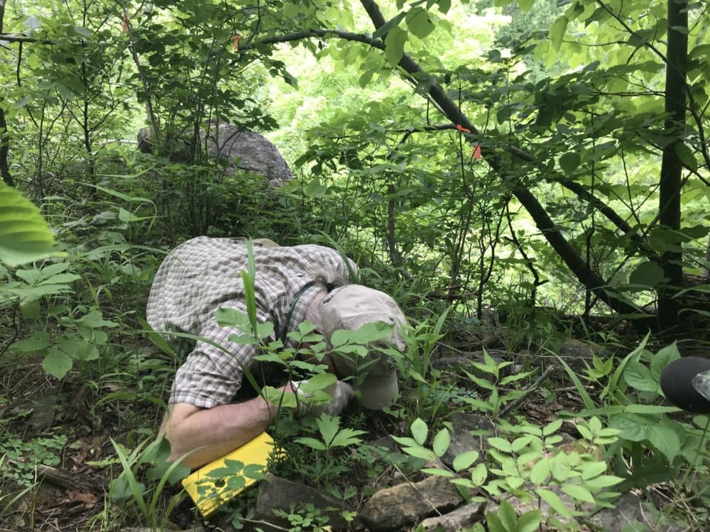 Botanist Steve Grund is trying to save the Canby’s Mountain Lover, one of the rarest plants in Pennsylvania. (Andy Kubis)
