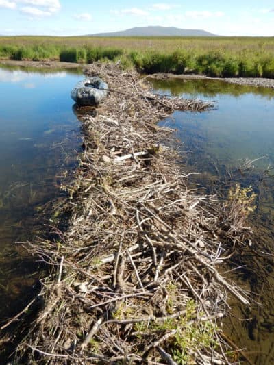 Beavers are chewing down shrubs as well as using moss, sedges and mud to build dams and form ponds in the tundra. (Ken Tape)