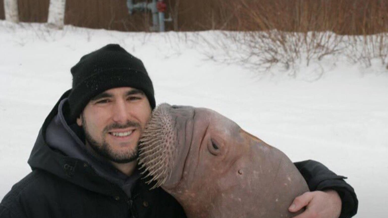 Phil Demers is the subject of the documentary "Walrus Whisperer." (Courtesy Newburyport Documentary Film Festival)