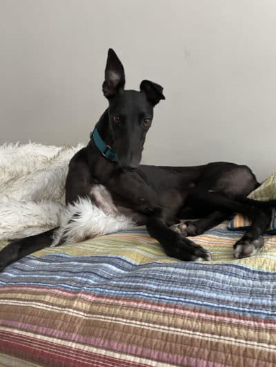 The retired racing dog who inspired this story. Zoom, a 3 year old greyhound, raced on the tracks in Birmingham, Alabama, until March 2020. (Neda Ulaby)
