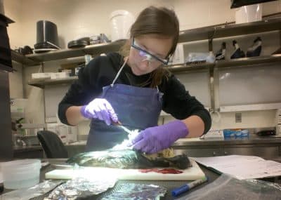 Anna Robuck looks into the belly of a great shearwater in her lab. (Courtesy Anna Robuck)