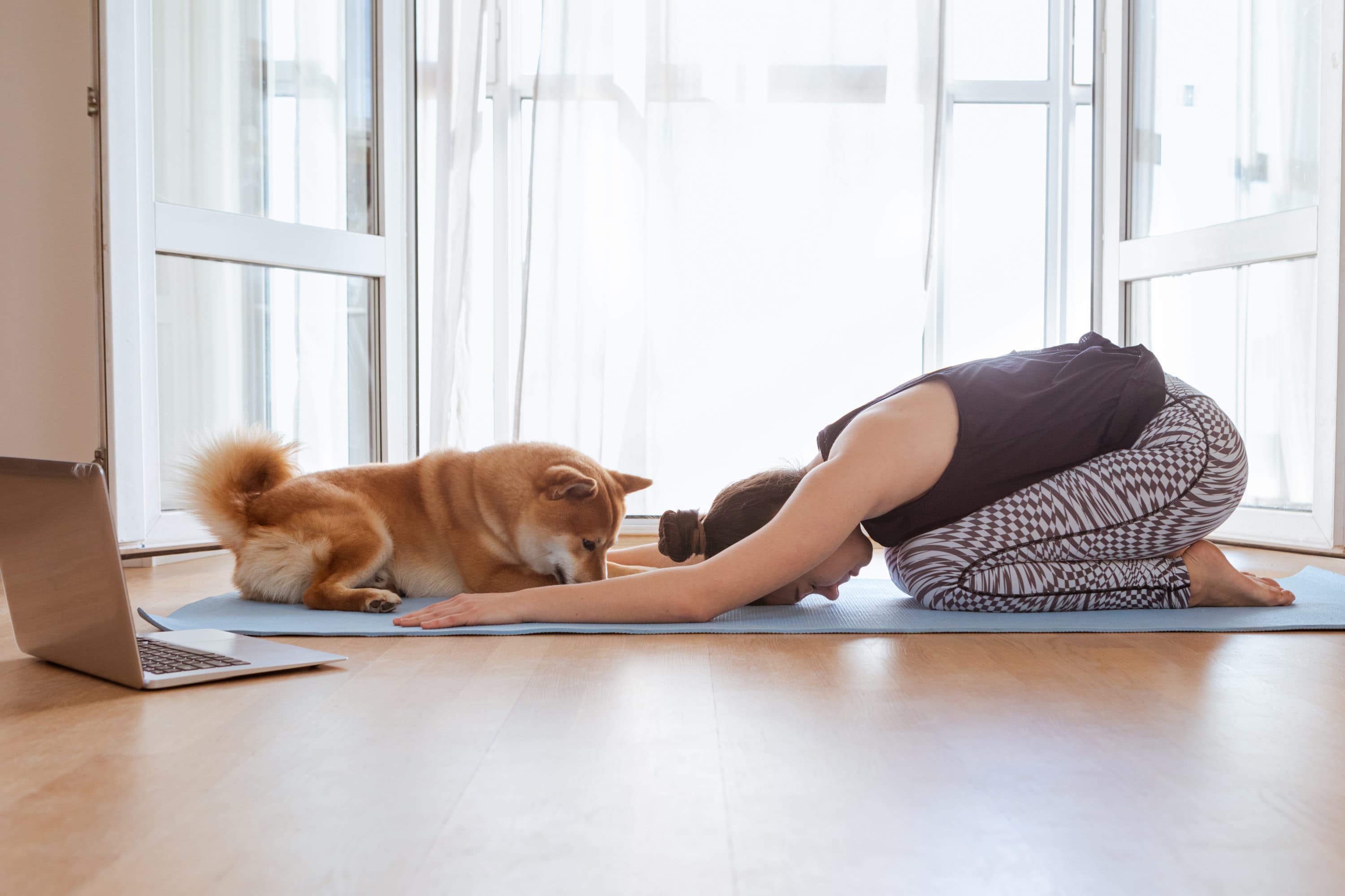 Woman training at home, watching online videos on laptop, Shiba Inu dog sleeping near her