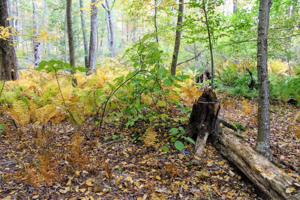 The wetlands in Jen Kippin's backyard normally have water up to these logs. (Annie Ropeik/NHPR)