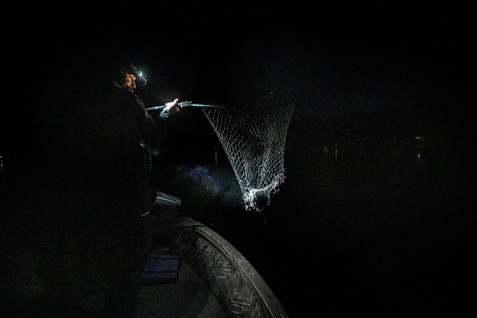 Chris Persico nets a loon chick from out of the water in the Sebago Lake Basin in Standish, Maine. (Jesse Costa/WBUR)