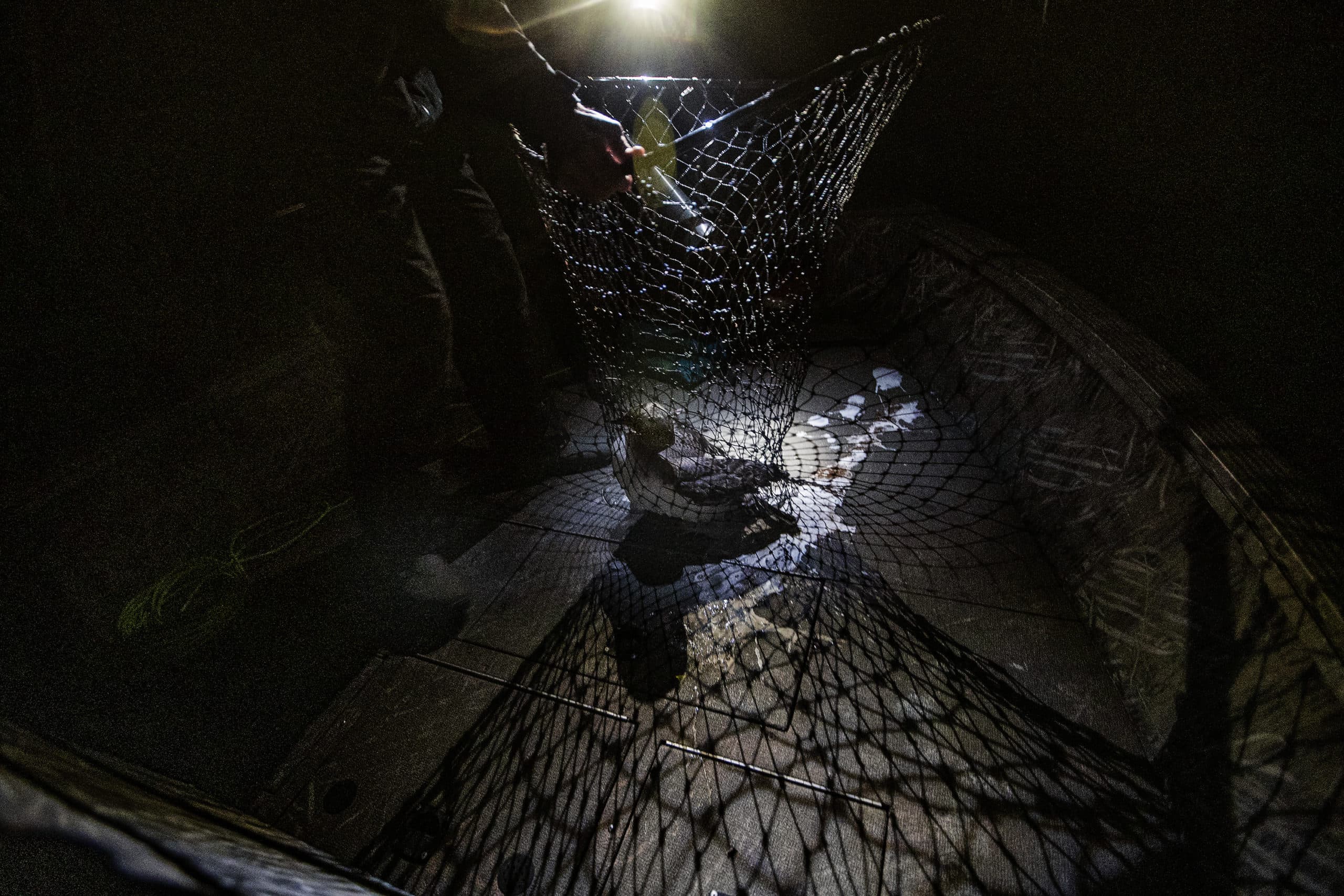Chris Persico gently places the loon chick onto the boat. (Jesse Costa/WBUR)