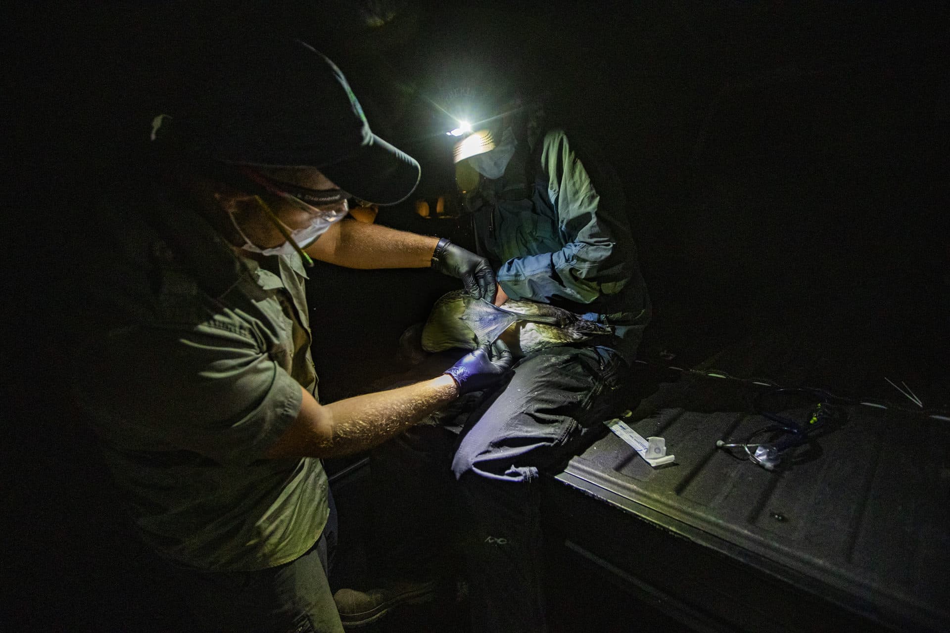 Tristan Burgess, wildlife veterinarian at Acadia Wildlife Services, examines a loon chick’s foot. (Jesse Costa/WBUR)