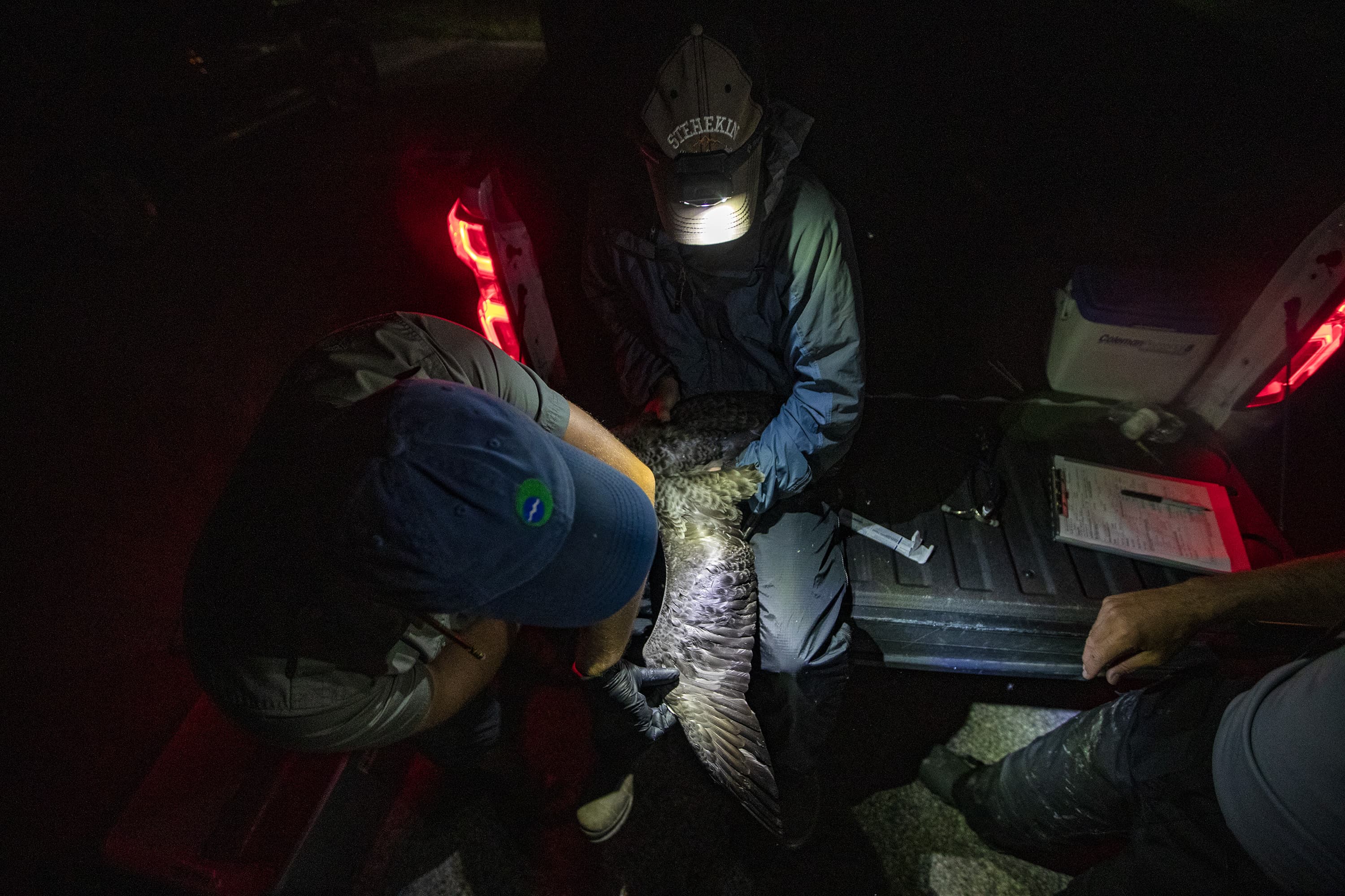 Tristan Burgess, wildlife veterinarian at Acadia Wildlife Services, examines the wing of a loon chick. (Jesse Costa/WBUR)