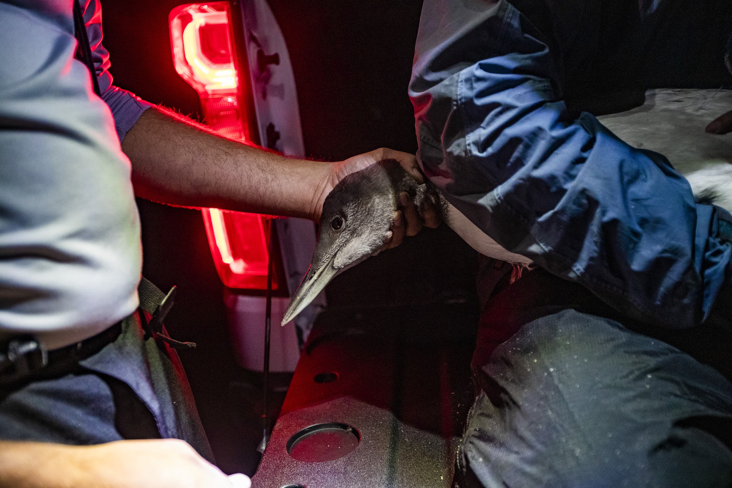 Chris Persico cradles the head of a loon chick to steady the bird during an examination. (Jesse Costa/WBUR)