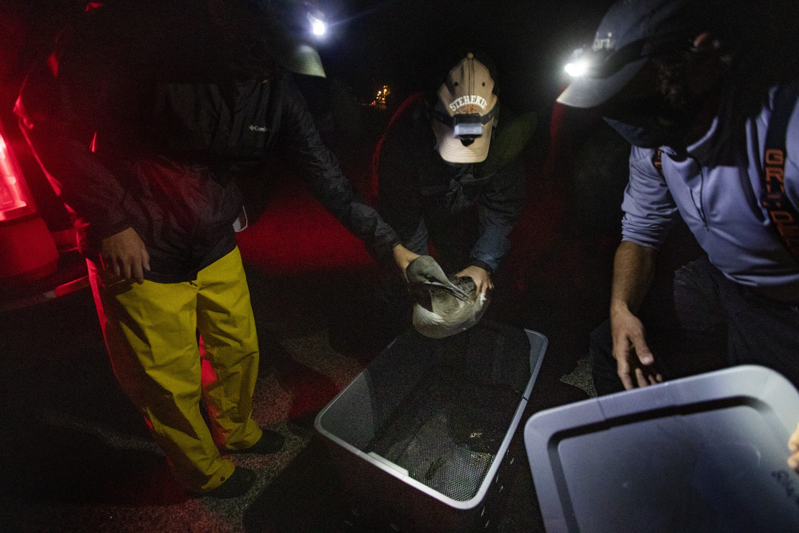 Mark Burton of BRI places a loon chick into a specialized carrying crate. (Jesse Costa/WBUR)