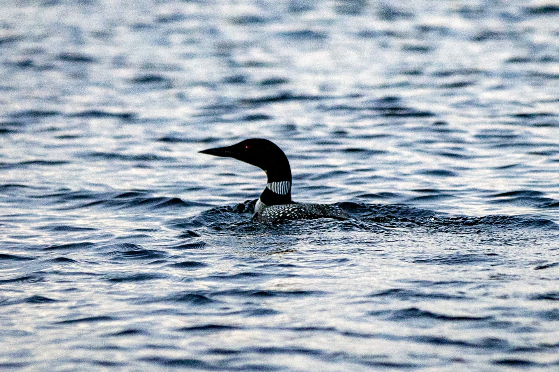 An adult common loon floating in Sebago Lake at dusk. (Jesse Costa/WBUR)