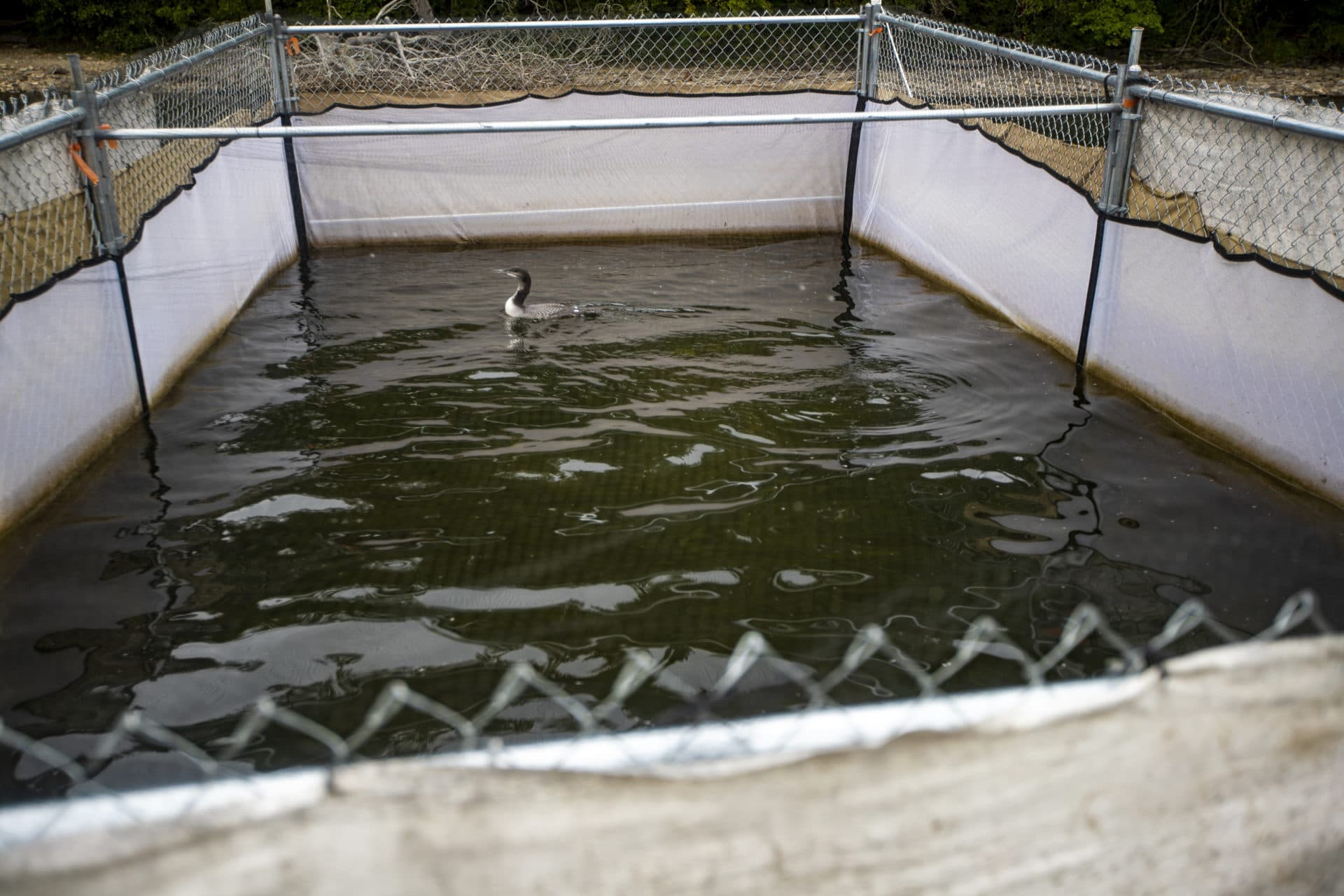 A young loon chick floats in one of the rearing pens. (Jesse Costa/WBUR)