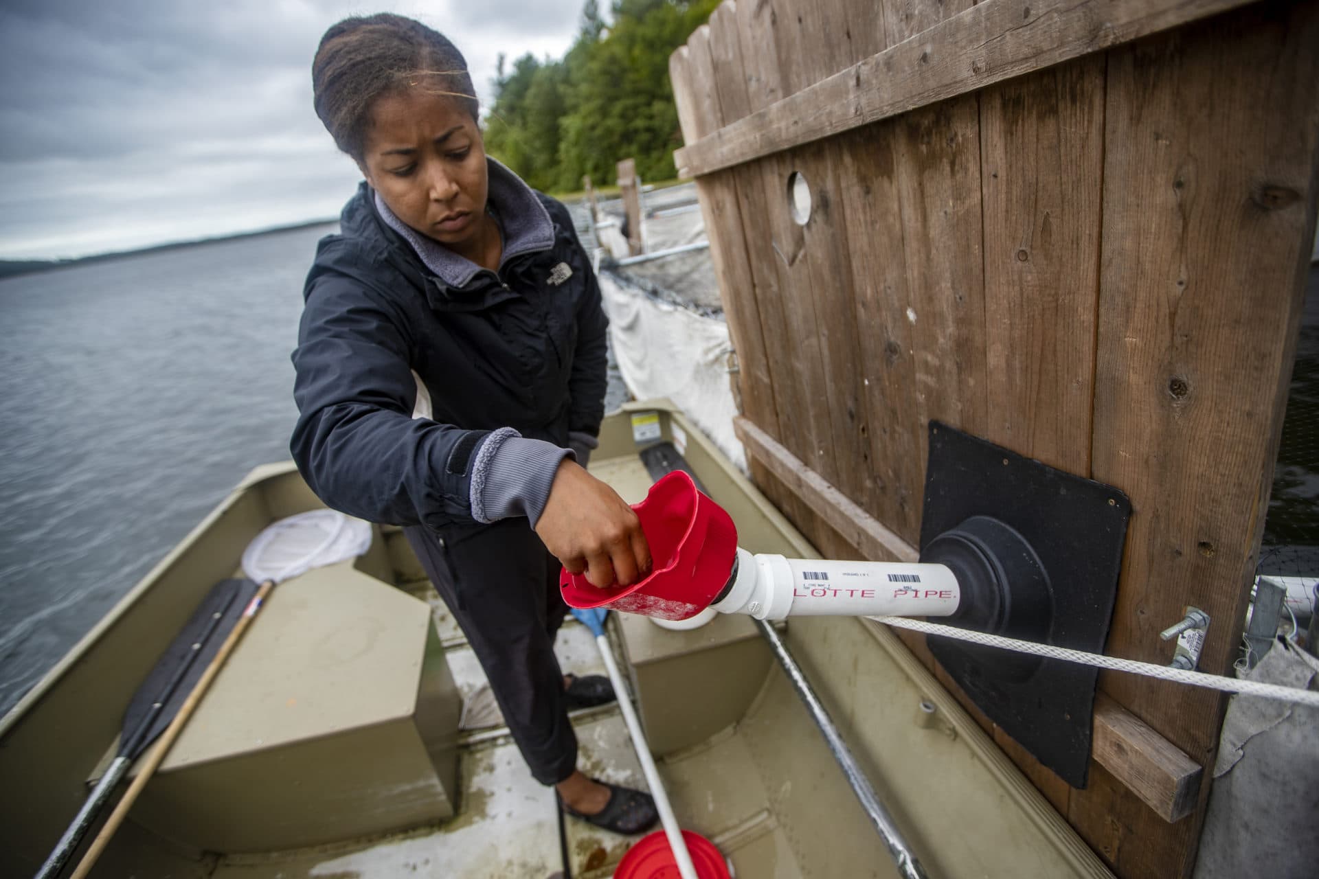 Ericka Griggs feeds the loons by putting small fish through a chute into the rearing pens. (Jesse Costa/WBUR)