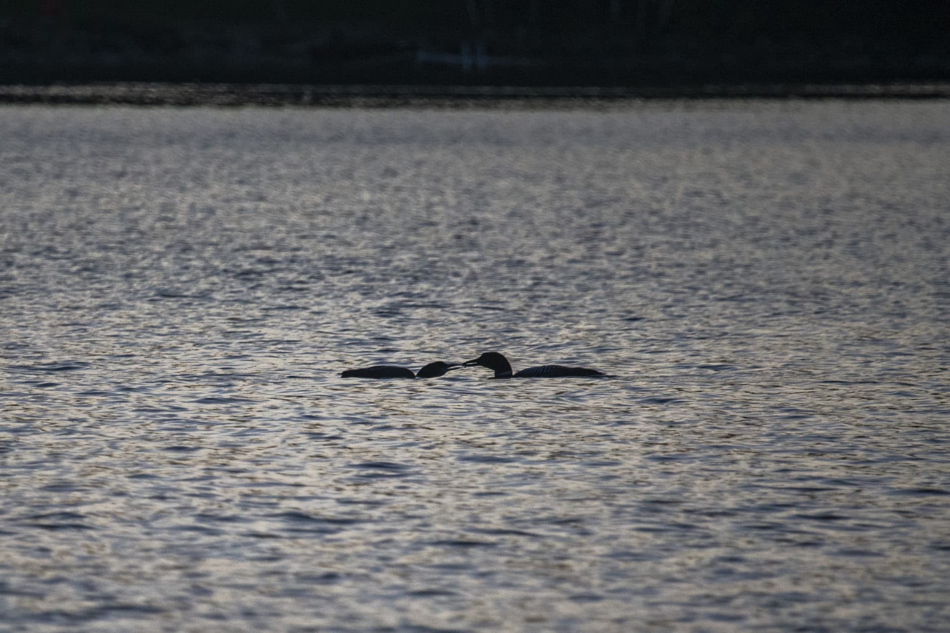 An adult loon feeds a loon chick on Rangeley Lake in Maine. (Jesse Costa/WBUR)
