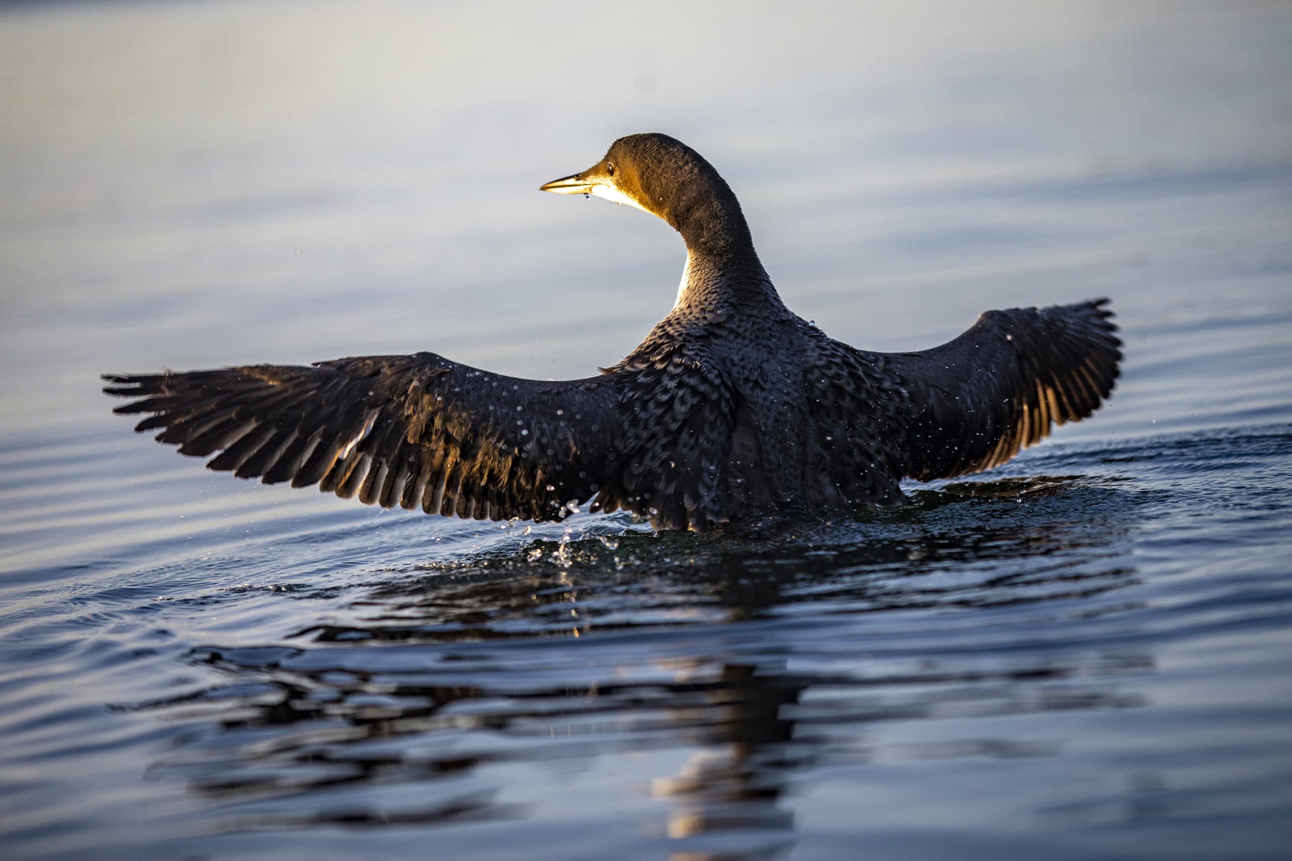 The loon chick adapts to the water of its new home in Fall River, Massachusetts. (Jesse Costa/WBUR)