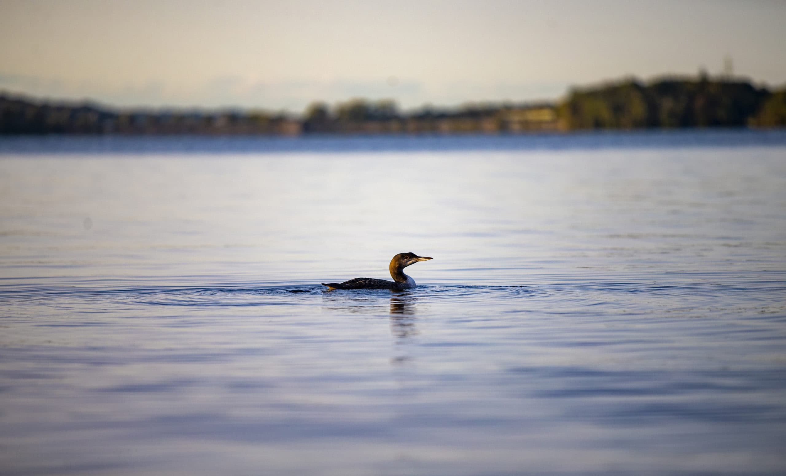 A loon chick transported from Maine, adapts to the water of its new home in Fall River, Massachusetts. (Jesse Costa/WBUR)